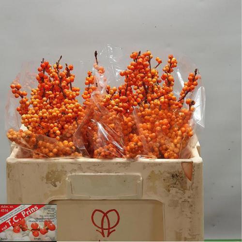 Ilex verticillata 'Winter Gold'