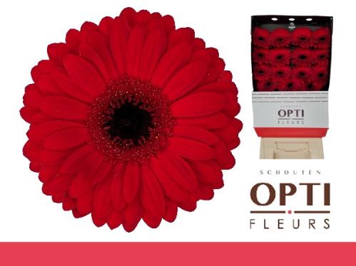 Gerbera grootbloemig Beauty