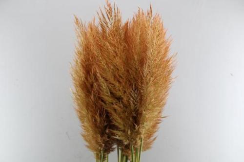 Cortaderia selloana kleurbehandeld H%