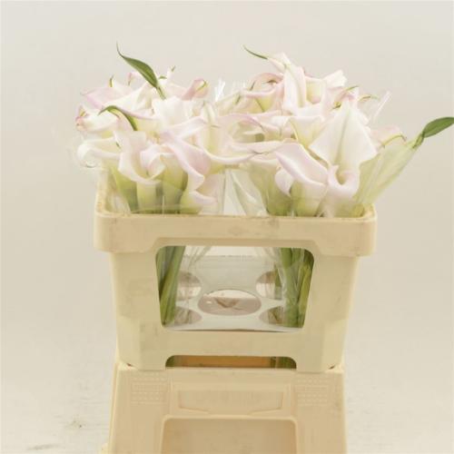 Zantedeschia Sweet Art