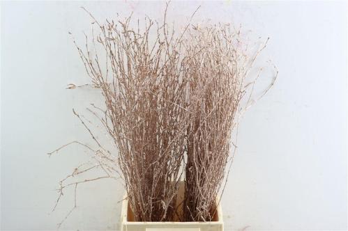 Betula kleurbehandeld H%