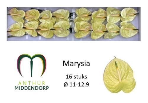 Anthurium Andreanum Grp Marysia