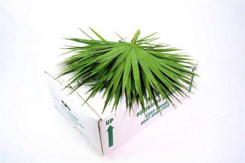 Palmblad