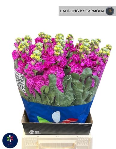 Matthiola incana 'Iron Rose'