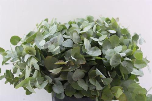 Eucalyptus overig blad