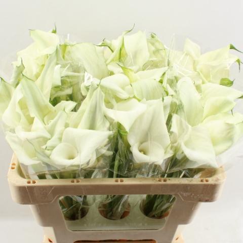 Zantedeschia 'Crystal Blush'