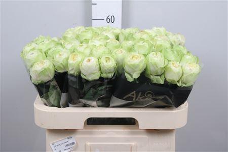 Rosa grootbloemig White Kahala-Bb