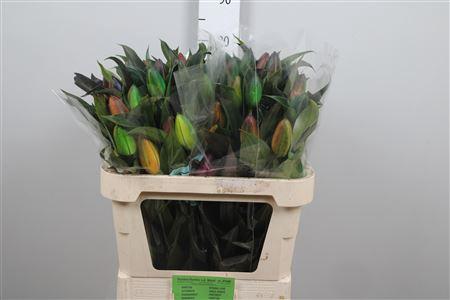 Lilium Oriental Grp kleurbehandeld H%
