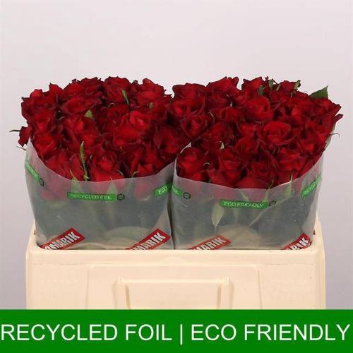 Rosa grootbloemig Ever Red