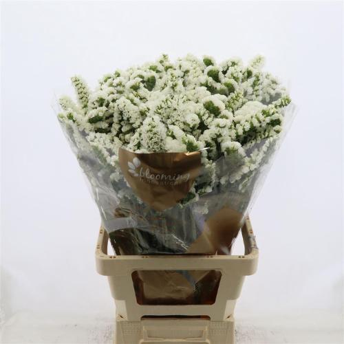 Limonium sinuatum Silvery Sun Birds