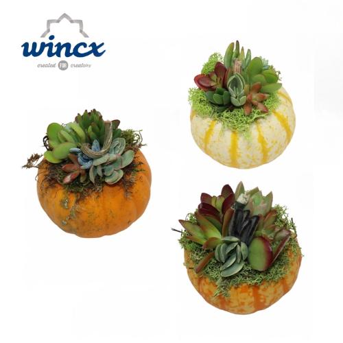 Succulenten gemengd per bos