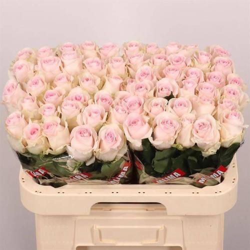 Rosa grootbloemig Revival Sweet