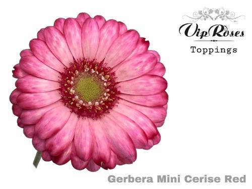 Gerbera mini kleurbehandeld H%