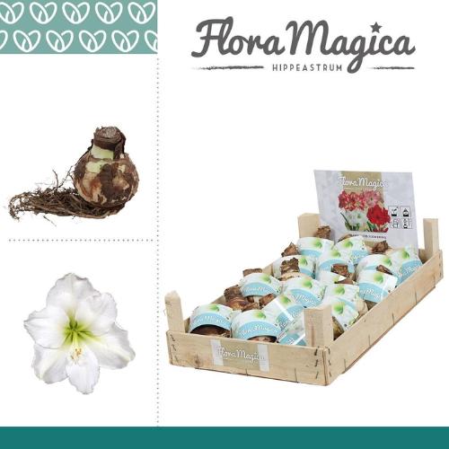 Hippeastrum (bol)