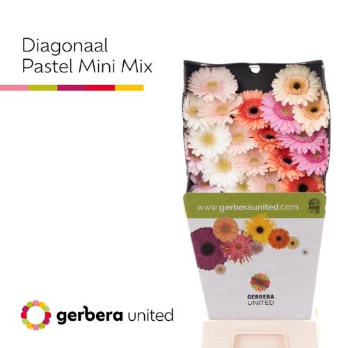 Gerbera mini gemengd diagonaal