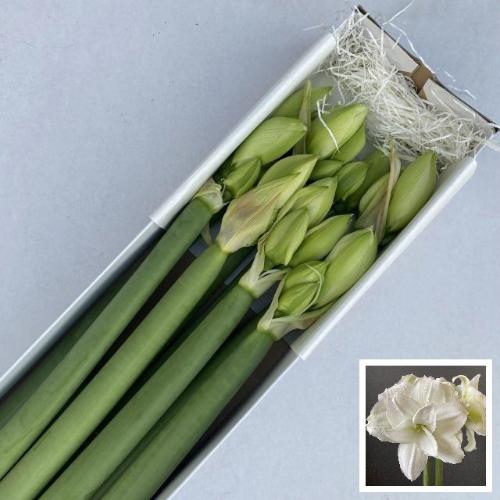 Hippeastrum (Double Galaxy Grp) Wimbledon