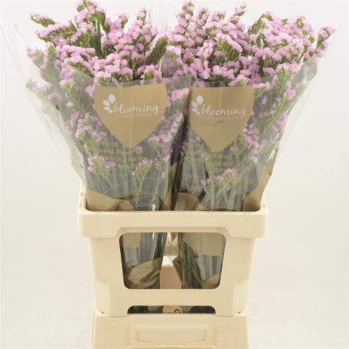 Limonium sinuatum 'Lucia Pink'