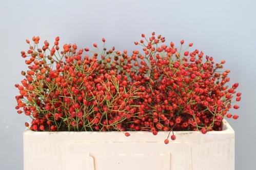 Rosa Prinsberry Fire
