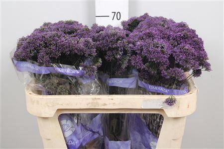 Trachelium caeruleum Purple Lake Michigan