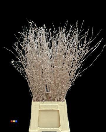 Betula per bos kleurbehandeld