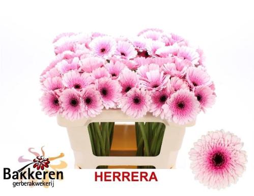 Gerbera mini Herrera