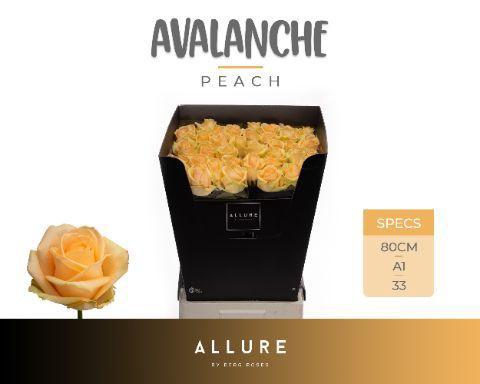 Rosa grootbloemig Avalanche Peach+