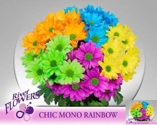 Chrysanthemum (Indicum Grp) tros Chic kleurbehandeld H%