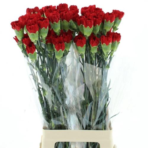 Dianthus standaard Don Pedro