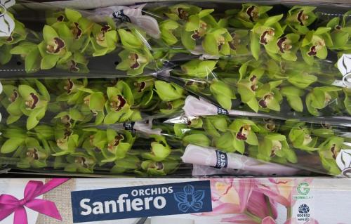 Cymbidium grootbloemig 'Valley Boop'