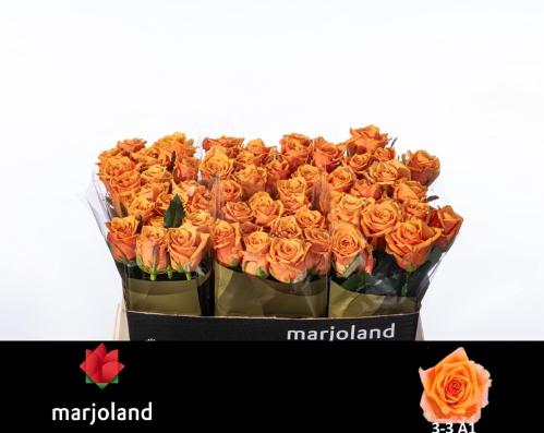 Rosa grootbloemig Novi!