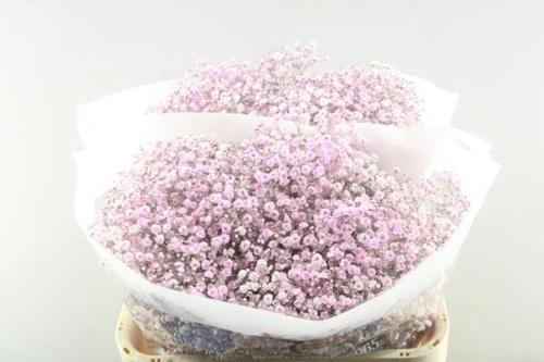Gypsophila overig kleurbehandeld H%