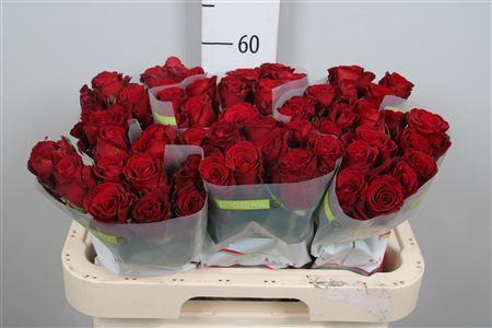 Rosa grootbloemig Red Bentley