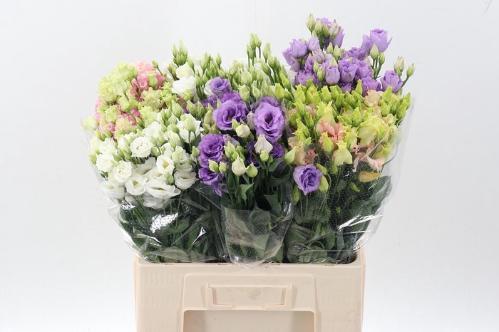 Eustoma russellianum enkelbloemig gemengd in fust