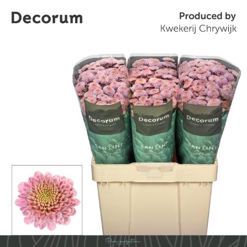 Chrysanthemum (Indicum Grp) tros santini Ellison Sweet