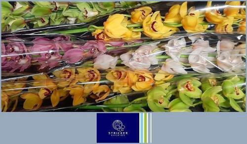 Cymbidium grootbloemig per tak gemengd