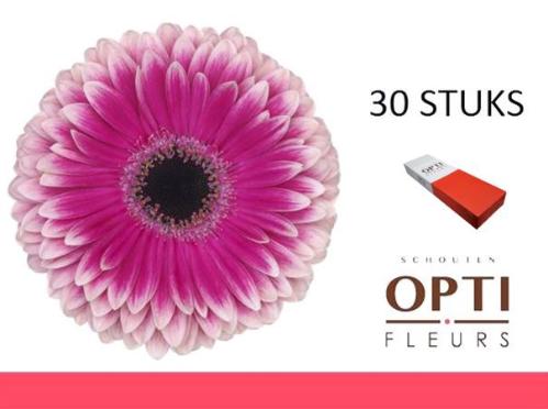 Gerbera grootbloemig 'Prelude'