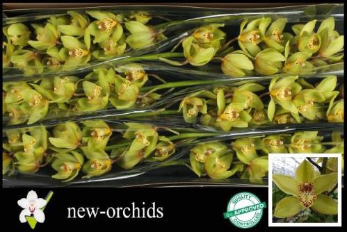 Cymbidium grootbloemig per tak Baltic Honney 'Bonny'
