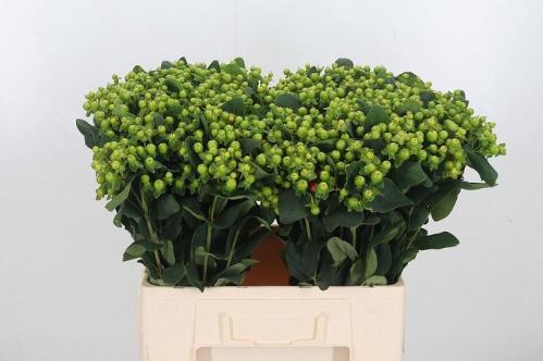 Hypericum x inodorum Magical Green Revival