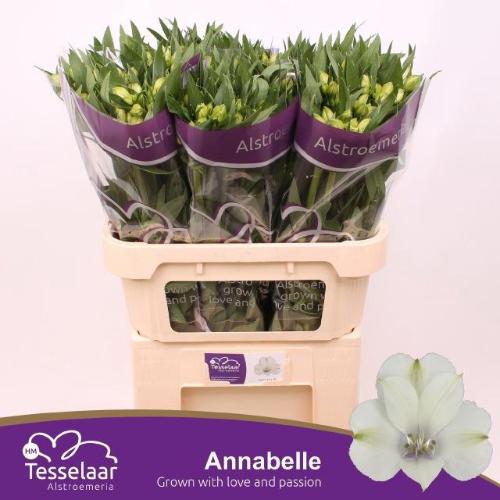 Alstroemeria Annabelle