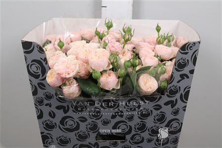 Rosa tros Royal Blush