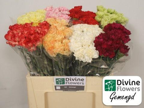 Dianthus standaard gemengd in fust