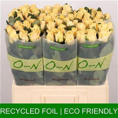 Rosa grootbloemig Peach Tacazzi+