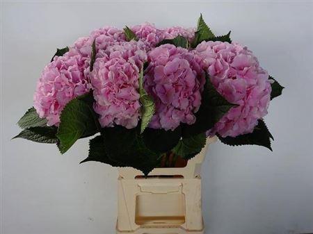 Hydrangea macrophylla 'Verena'