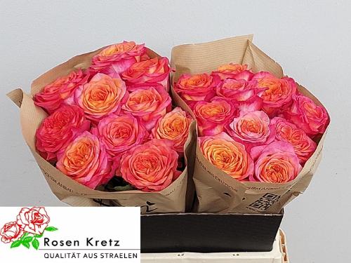 Rosa grootbloemig Campari