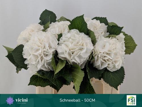 Hydrangea macrophylla 'Schneeball'