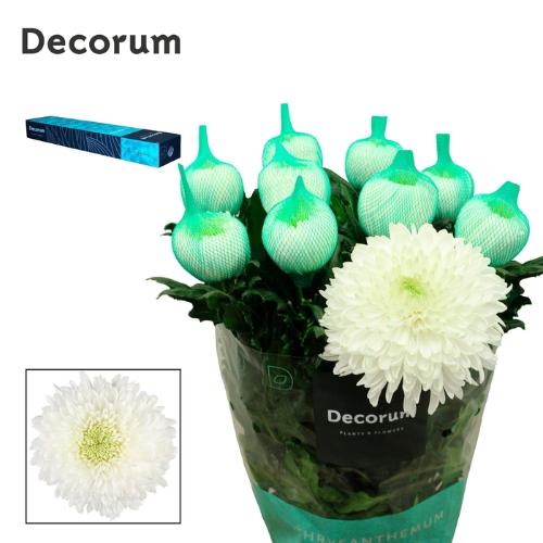 Chrysanthemum Indicum Grp geplozen Magnum
