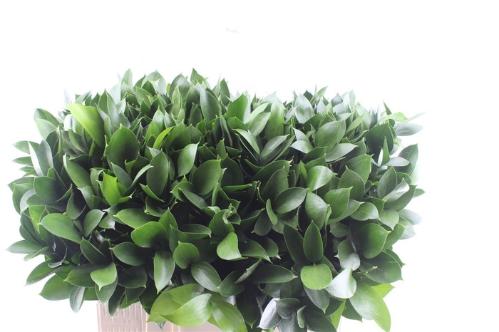 Ruscus hypophyllum (groot blad)