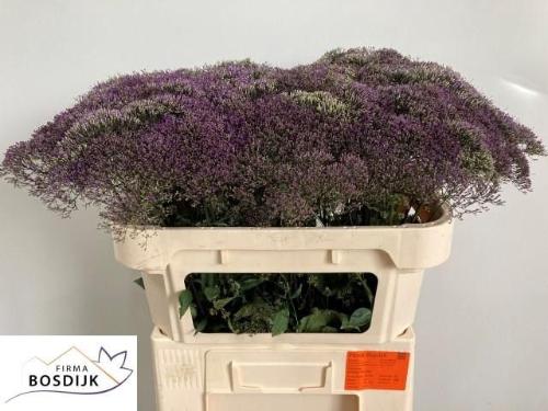 Trachelium caeruleum 'Corine Purple'