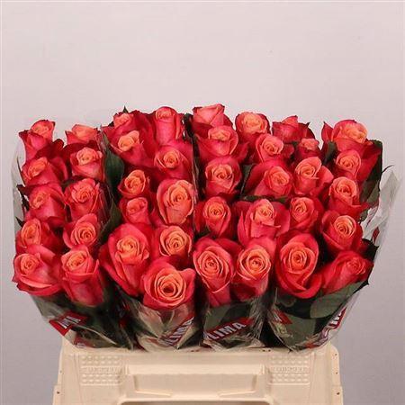 Rosa grootbloemig Helene