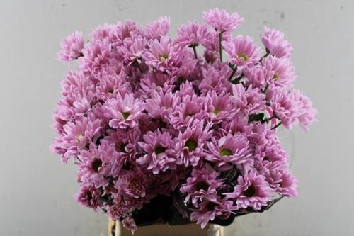 Chrysanthemum Indicum Grp tros kas 'Katinka'